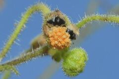 Trigonospermum annuum