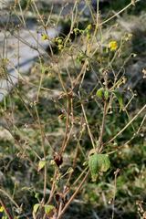 Trigonospermum annuum