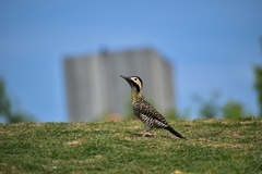 Colaptes melanochloros