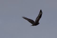Buteo lagopus