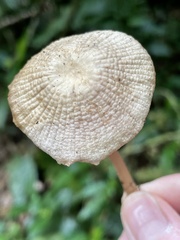 Mycena holoporphyra