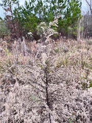 Eupatorium compositifolium