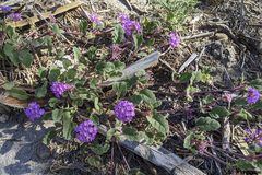 Abronia villosa