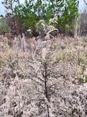 Eupatorium compositifolium