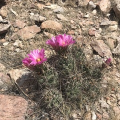 Coryphantha macromeris macromeris