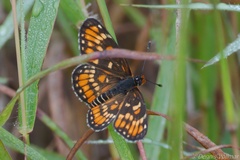 Chlosyne definita