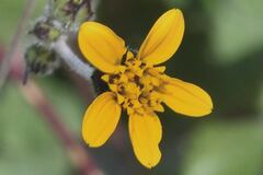 Simsia lagasceiformis