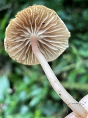 Mycena holoporphyra