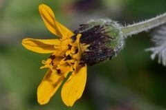 Simsia lagasceiformis