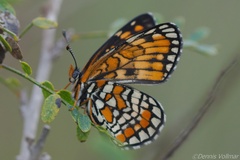 Chlosyne definita