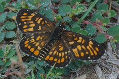 Chlosyne definita