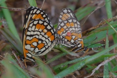 Chlosyne definita