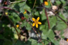 Simsia lagasceiformis