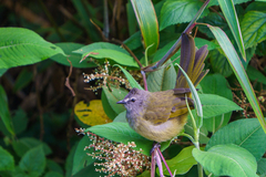 Pycnonotus flavescens