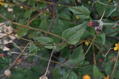 Simsia lagasceiformis