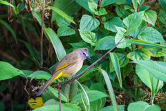 Pycnonotus flavescens