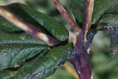 Simsia lagasceiformis