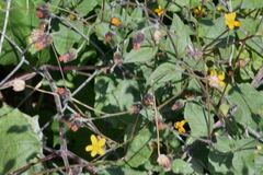 Simsia lagasceiformis