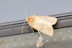 Spodoptera cilium