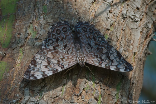Guatemalan Cracker photo 4