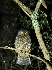 Ninox novaeseelandiae