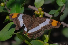Adelpha fessonia