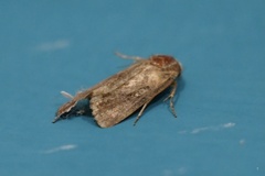 Spodoptera cilium