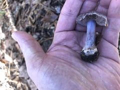Cortinarius argentatus