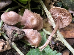 Mycena holoporphyra