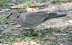 Streptopelia capicola damarensis