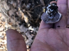 Cortinarius argentatus