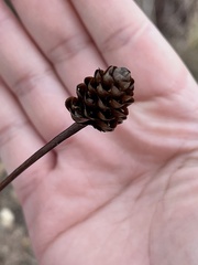Xyris difformis