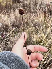 Xyris difformis