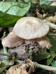 Mycena holoporphyra