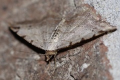 Macaria aequiferaria