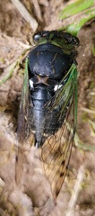 Neotibicen tibicen tibicen