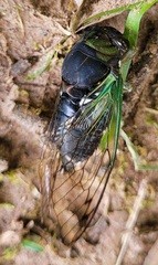 Neotibicen tibicen tibicen