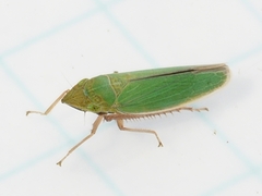 Draeculacephala