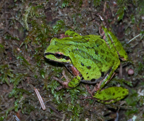 iNaturalist observation photo of Pacific chorus frog
