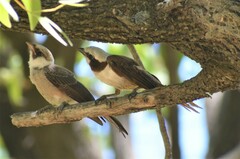 Eurocephalus anguitimens