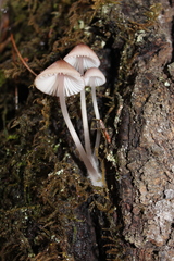 Mycena bulliformis
