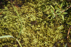 Callitriche palustris