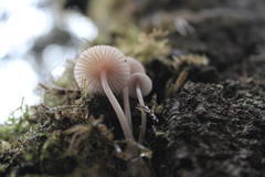 Mycena bulliformis