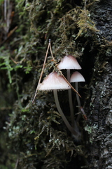 Mycena bulliformis