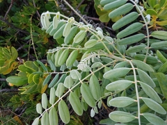 Sophora tomentosa