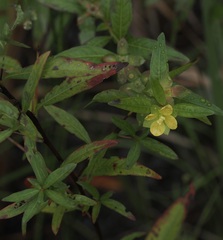 Ludwigia alternifolia