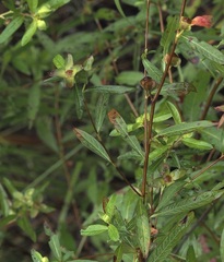 Ludwigia alternifolia