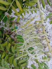 Sophora tomentosa