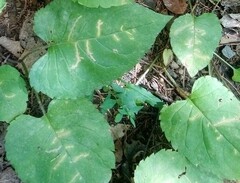 Scrobipalpula manierreorum