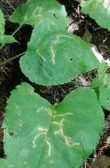 Scrobipalpula manierreorum